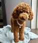 Preview: Personalisierbare Perlenkette für Hunde mit Anhänger: Namenskette Hundekette